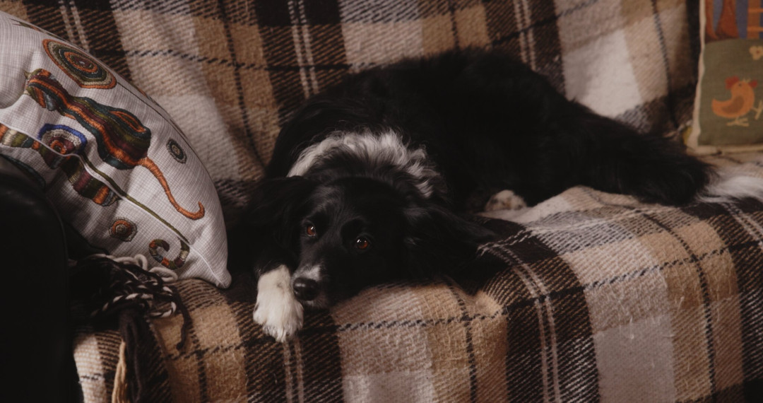 Фотография  для Двое в одной жизни, не считая собаки