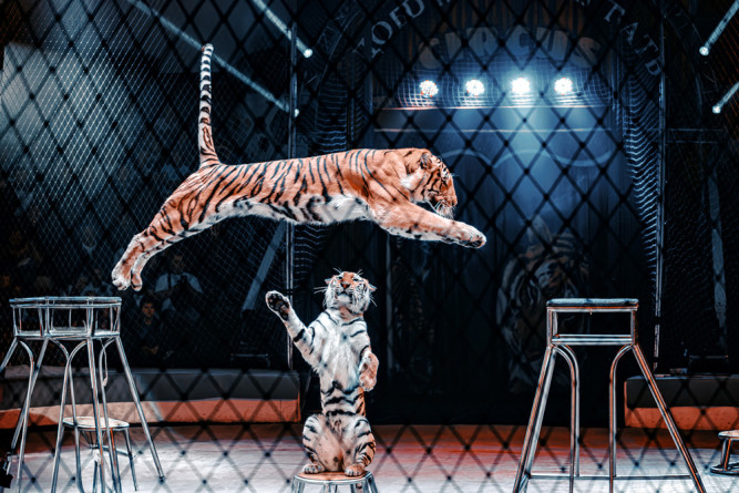 Фотография  для Тигры на земле и в воздухе