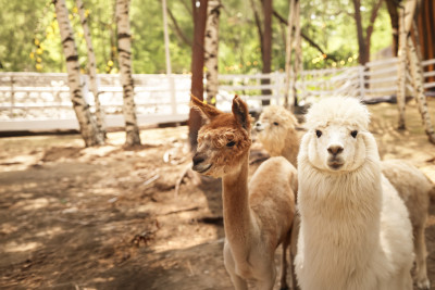 Парк альпак «Симба»