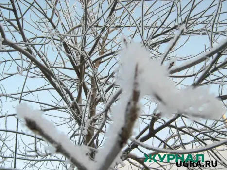 Снегопад и метель ожидаются в городе 13 декабря