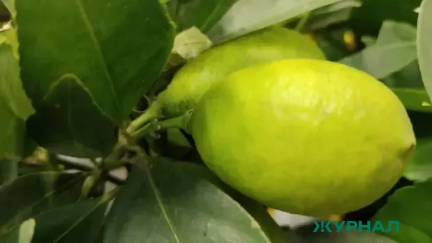 Финансирование агропромышленного комплекса Саратовской области составит 4,1 млрд рублей в 2025 году