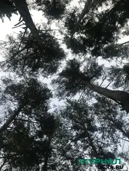 В Саратовской области усилили контроль за лесами в преддверии праздников