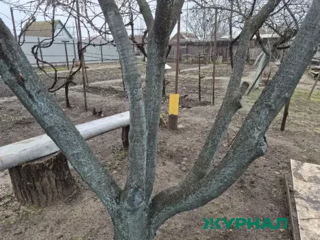 В Саратове высадили 2,8 тысячи деревьев и 17,5 тысяч кустарников