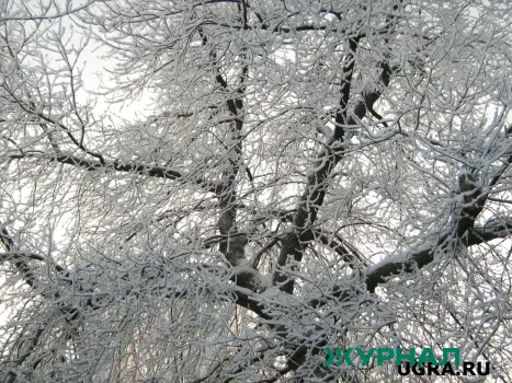 Погода в Саратове 14 декабря: облачно, ветер и гололедица