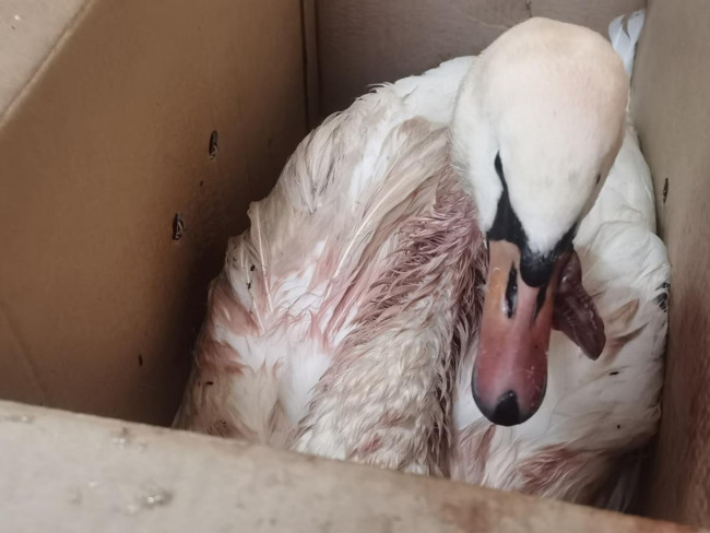 Активисты отправили лебедей с озера Линево на зимовку, но одна птица травмирована