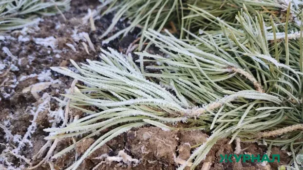 Погода в Саратовской области: морозы сменятся оттепелью и осадками