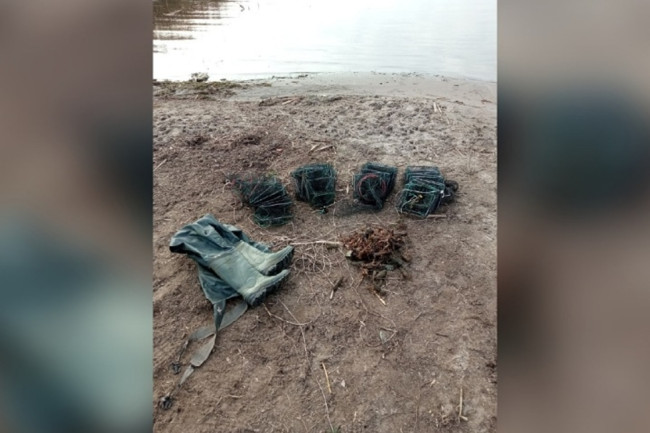 Житель Энгельсского района задержан за незаконную ловлю раков