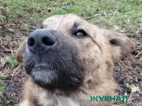 В Саратове приют для животных ищет сотрудников для ухода за питомцами