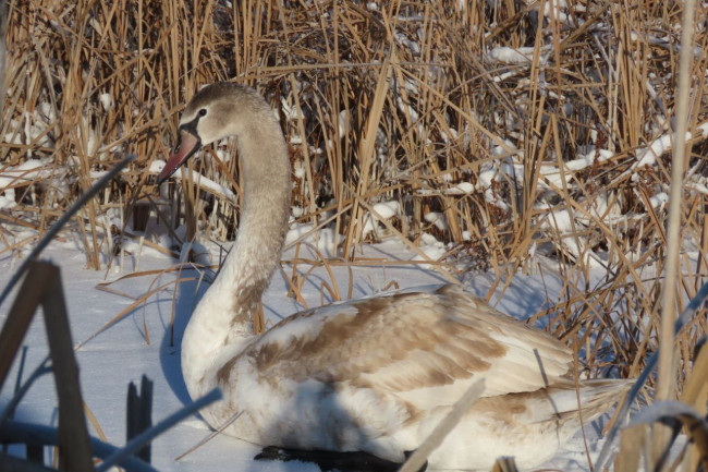 Спасение лебедей в Саратовской области: три случая в Татищеве, Лысых Горах и Вольском районе