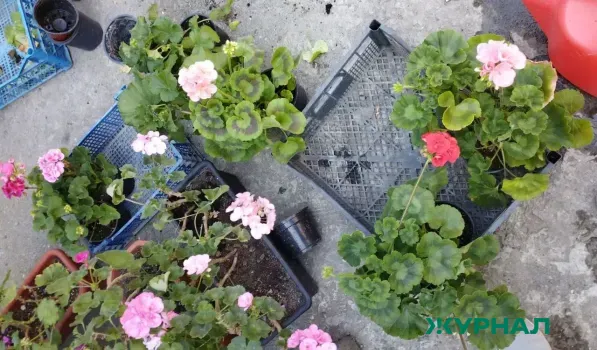 Администрация Балаковского района объявила аукцион на закупку цветов за 900 тысяч рублей