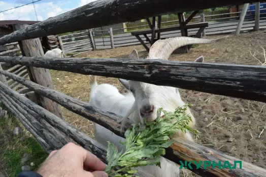 Саратовская область представила данные о количестве домашних животных и птиц