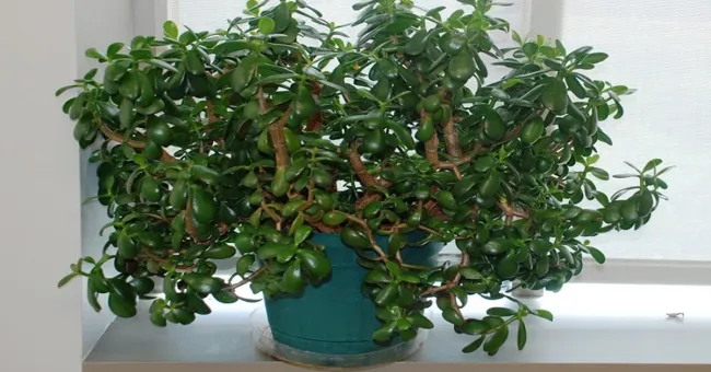 Секрет успешного ухода за толстянкой: как приготовить идеальный грунт с цеолитом