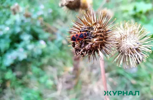 Избавьтесь от домашних клопов: эффективный раствор из спирта и скипидара