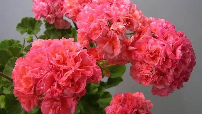 Подкормка герани с помощью сульфата магния: простое решение для зимнего ухода