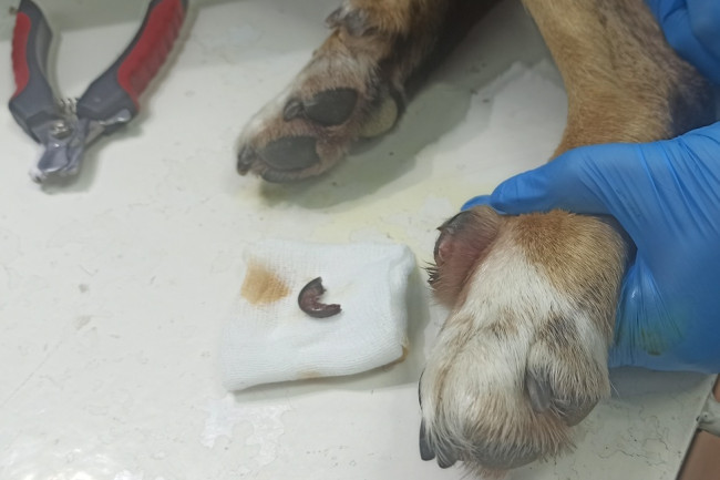 В Хвалынске у собаки Стрелки обнаружили генетическую аномалию с травмой