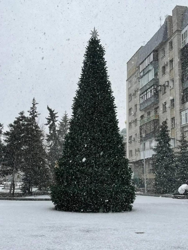 В Саратове в Городском парке установили новогоднюю елку