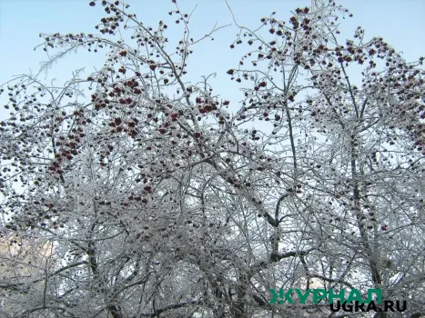 Солнечная погода ожидается в Саратове 25 декабря с морозом до -15 градусов