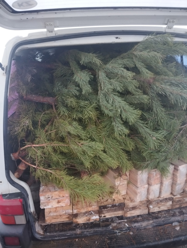 Вывоз елей в Казахстан остановлен из-за отсутствия сертификата