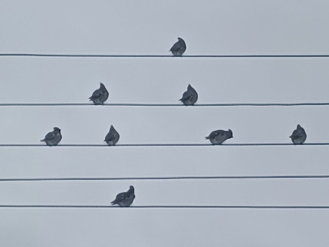 Массовый прилет свиристелей зафиксирован в Аткарском районе зимой