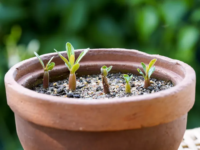 Выращивайте абутилон из семян: цветение в вашем доме круглый год