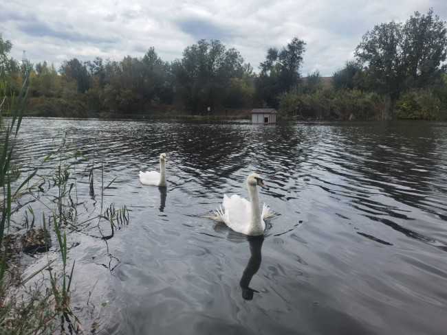 Волонтеры Балакова отправили спасенных лебедей в центр в Анапе
