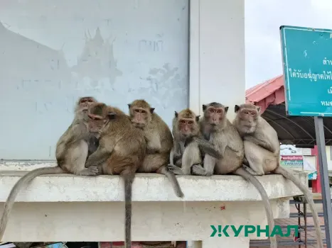 Травмы и укусы: новогодние инциденты в Балаково привели к обращениям в больницу