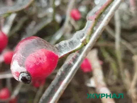 Пасмурная погода с осадками ожидается в Саратовской области 8 января