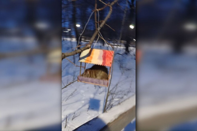 Крысы стали проблемой в парке &laquo;Семхоз&raquo; после зимы