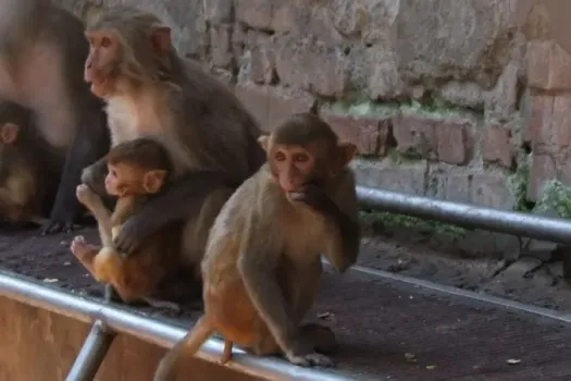 В Балаково обезьяна укусила пятилетнюю девочку в контактном зоопарке