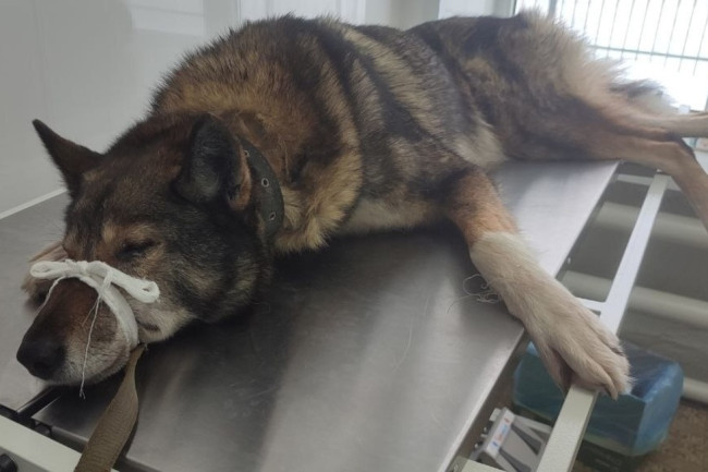 В Саратовской области собака получила травмы во время охоты на кабана