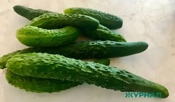 Гибрид &laquo;Бабушкин секрет&raquo;: как вырастить вкусные огурцы без горечи