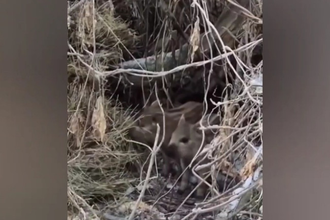 Семейство кабанов сняли на видео в Саратовской области