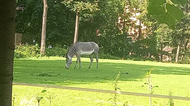 Рост численности диких животных в Саратовской области продолжается