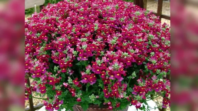 Немезия: как вырастить яркий цветущий кустик с медовым ароматом