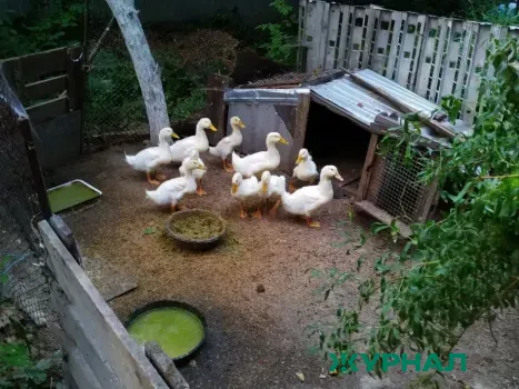 Утки в Городском парке Саратова могут погибнуть из-за нехватки пищи и воды