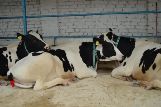 В Новоузенске задержали 44 головы скота без ветеринарных документов