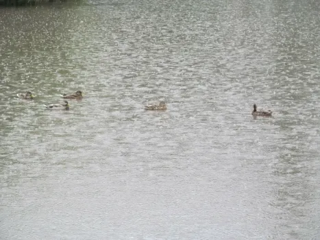 Саратовцев приглашают участвовать в учёте водоплавающих птиц