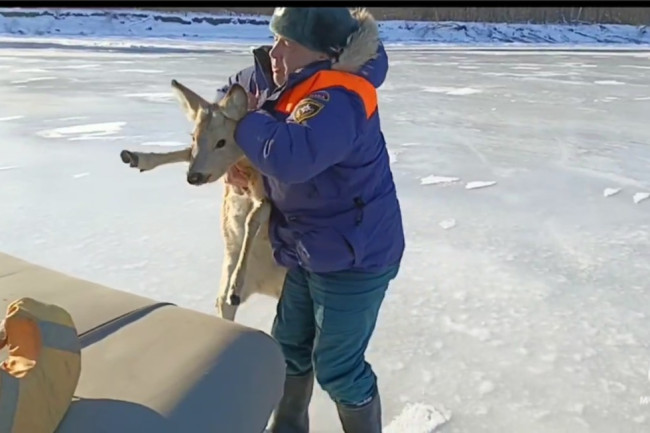 В Балаково спасли косулю, застрявшую на льду реки
