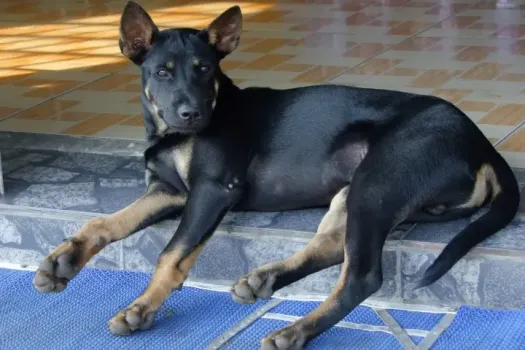 В Саратове с многоэтажки сбросили собаку, пострадавшую забрала женщина