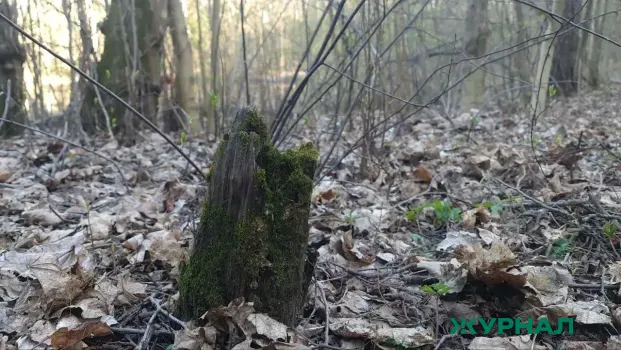 Сотрудники лесной охраны выявили 115 нарушений в Саратовской области