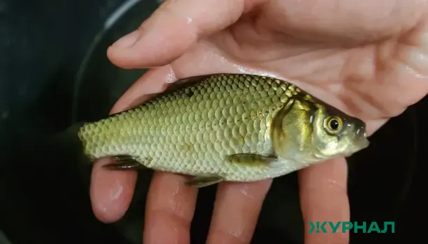 В Саратовской области в 2025 году зафиксирован рост вылова рыбы