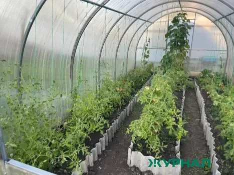 Урожай овощей в теплицах Саратовской области превысил 42 тысячи тонн