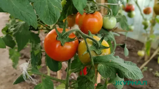 Суперурожайный томат &laquo;Сиеста&raquo;: как вырастить 15&minus;20 кг с одного квадратного метра