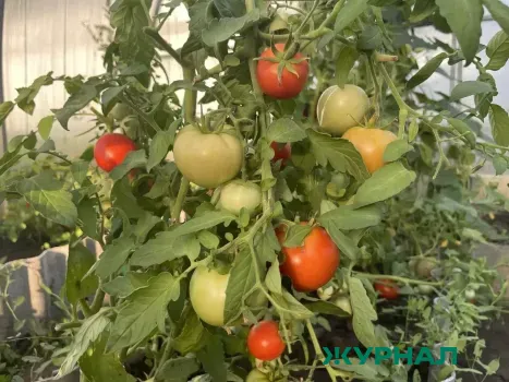 Гибрид томатов &laquo;Куртизанка F1&raquo;: урожай до 22 кг с куста даже в плохую погоду