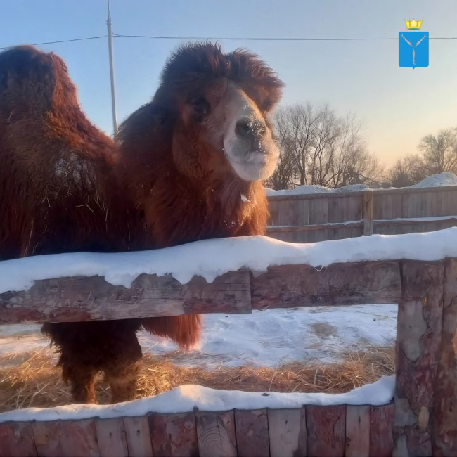 В Воскресенском районе ветеринары провели вакцинацию верблюда Васи