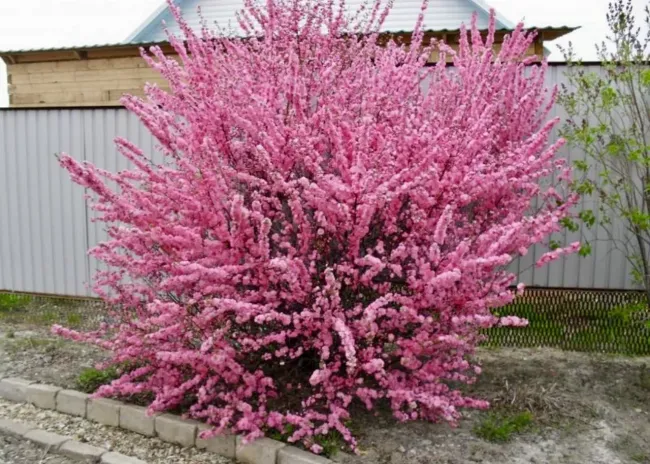 Луизеания: неприхотливый кустарник с пышным цветением для вашего сада