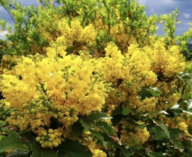 Магония падуболистная: как украсить сад яркими цветами и плодовыми гроздьями