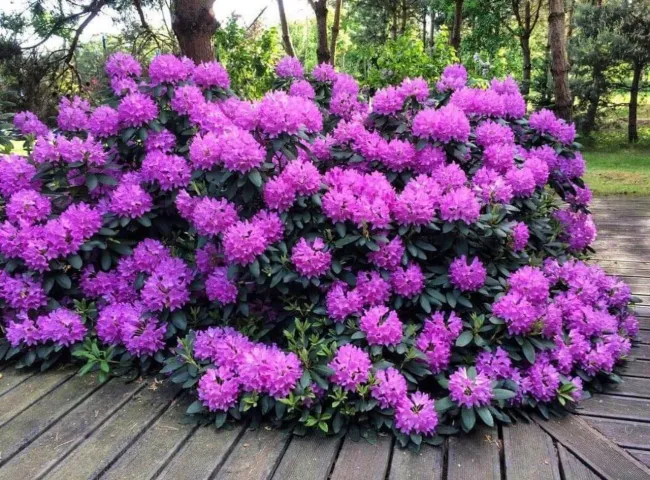 Рододендрон Азурро: как вырастить пышный цветущий куст в вашем саду