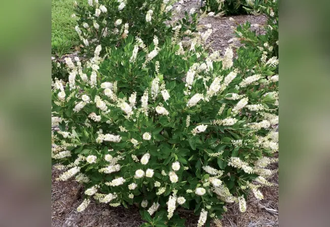 Клетра: как создать красивый сад на влажных участках с морозостойким кустарником