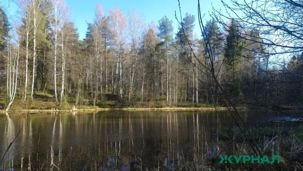 В Саратовской области выставят на аукцион 166,7 тысячи квадратных метров леса